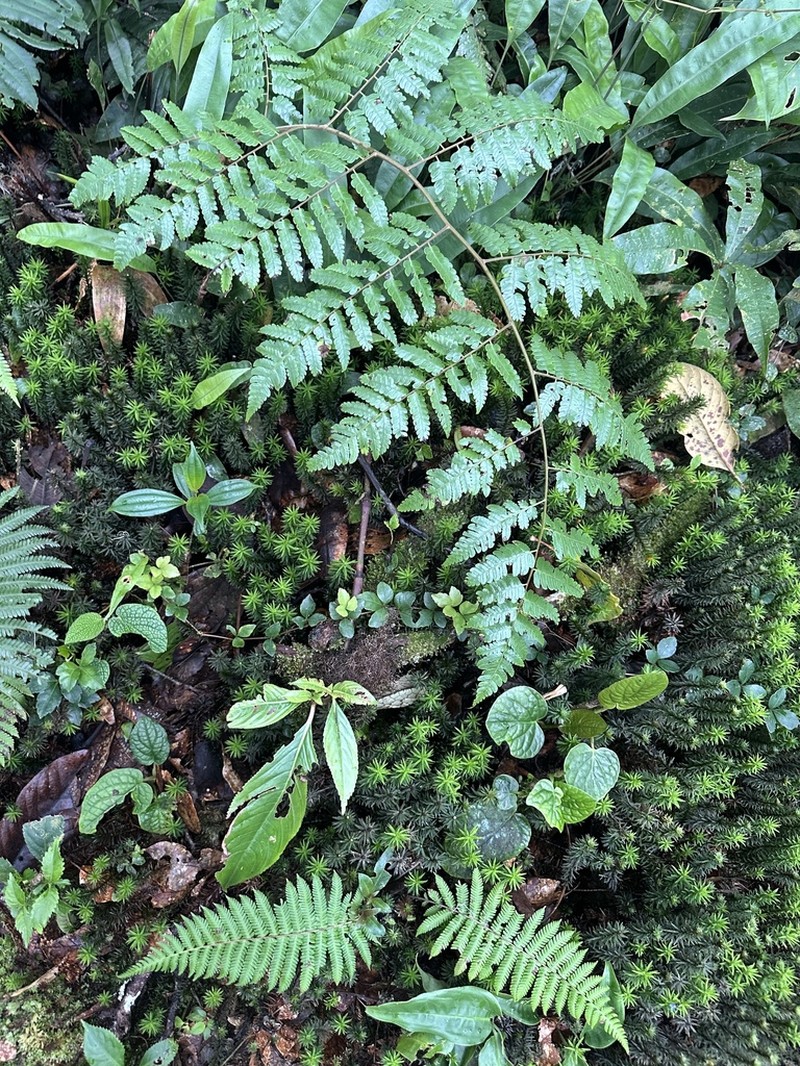 Diplazium diplazioides