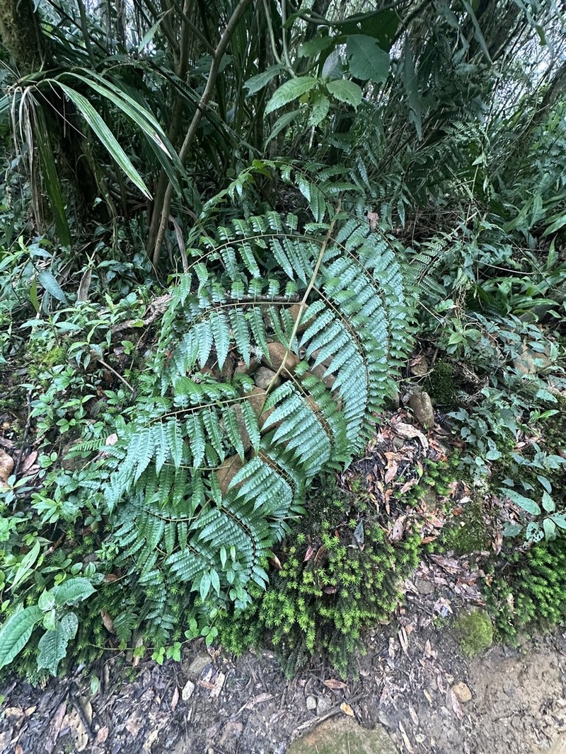 Diplazium diplazioides photo 2