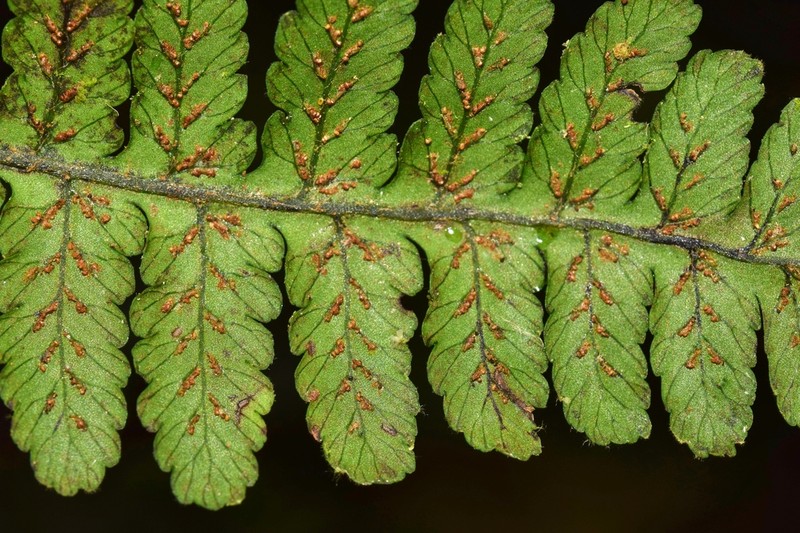 Diplazium diplazioides photo 3