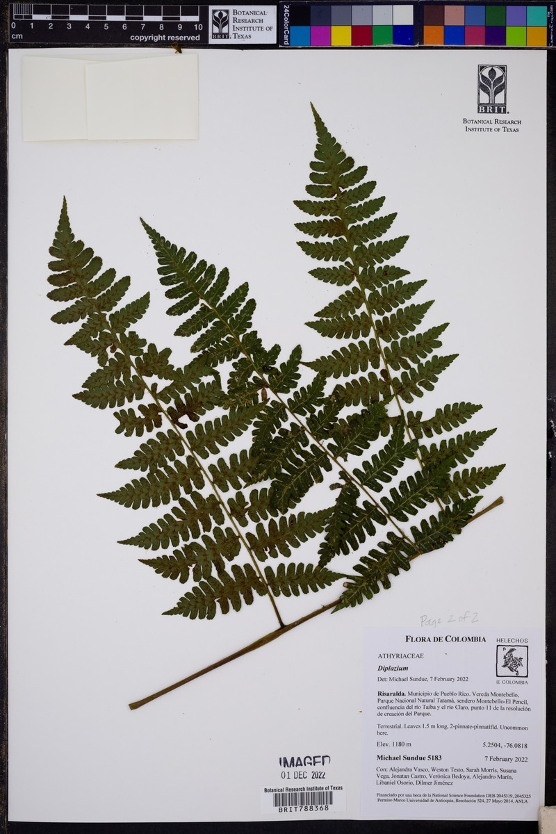 Diplazium diplazioides photo 4