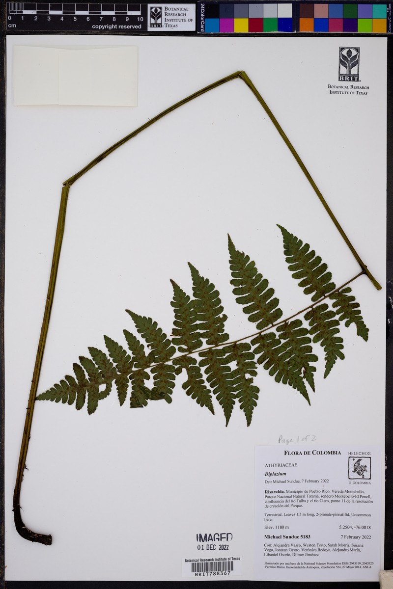 Diplazium diplazioides photo 5