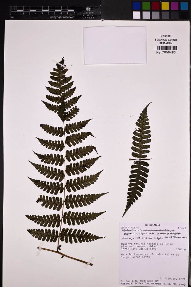 Diplazium diplazioides photo 6