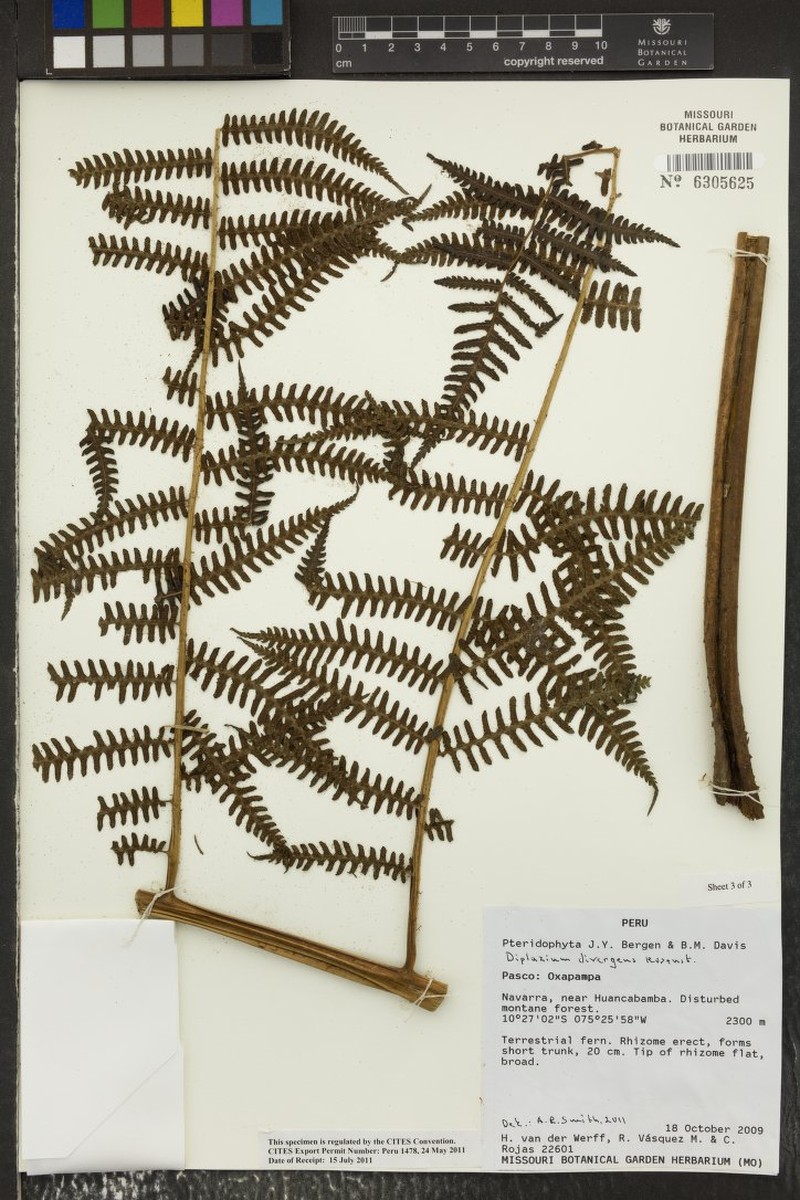 Diplazium divergens photo 2