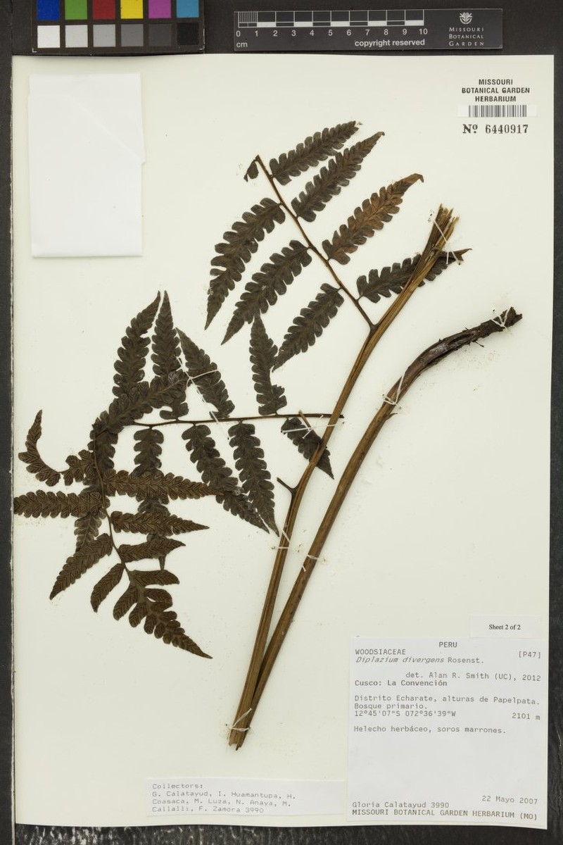 Diplazium divergens photo 3