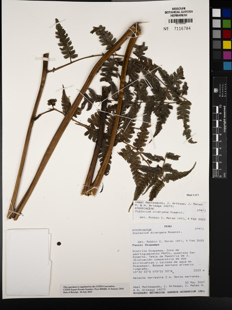 Diplazium divergens photo 4
