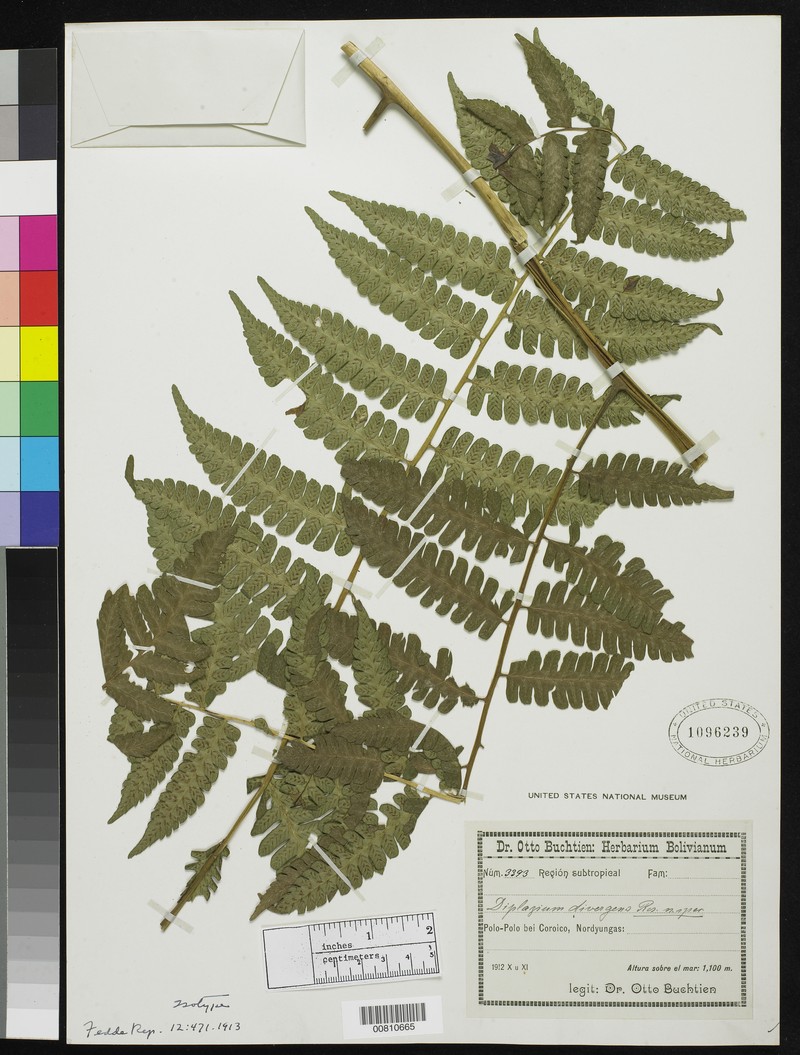 Diplazium divergens