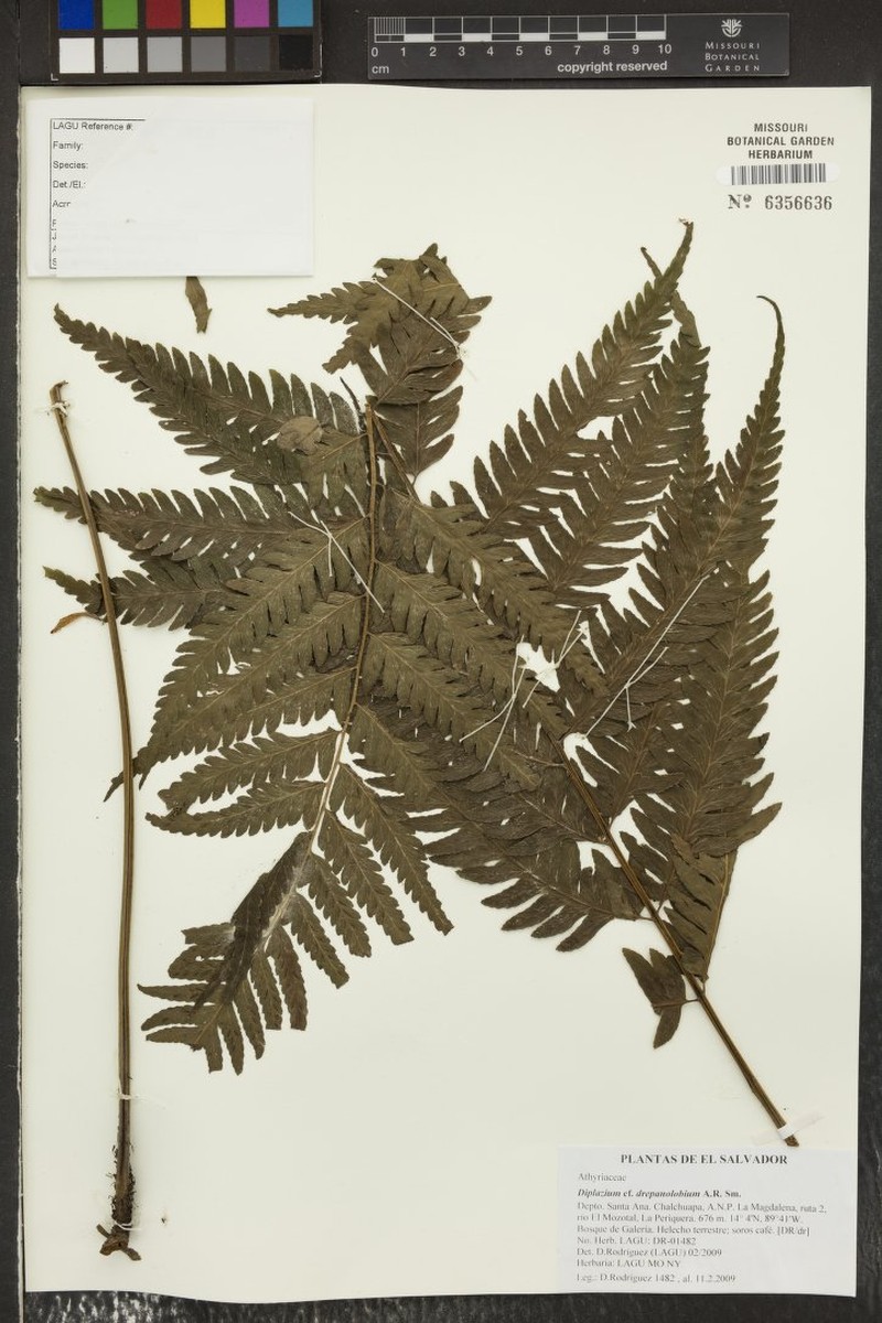 Diplazium drepanolobium