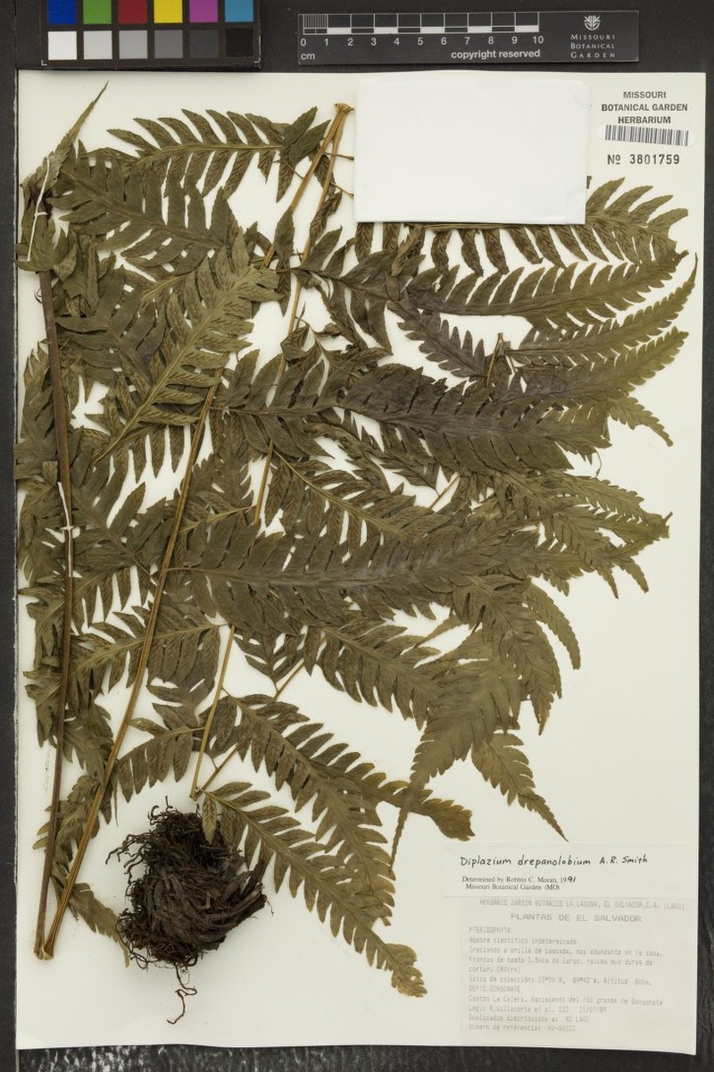 Diplazium drepanolobium photo 2