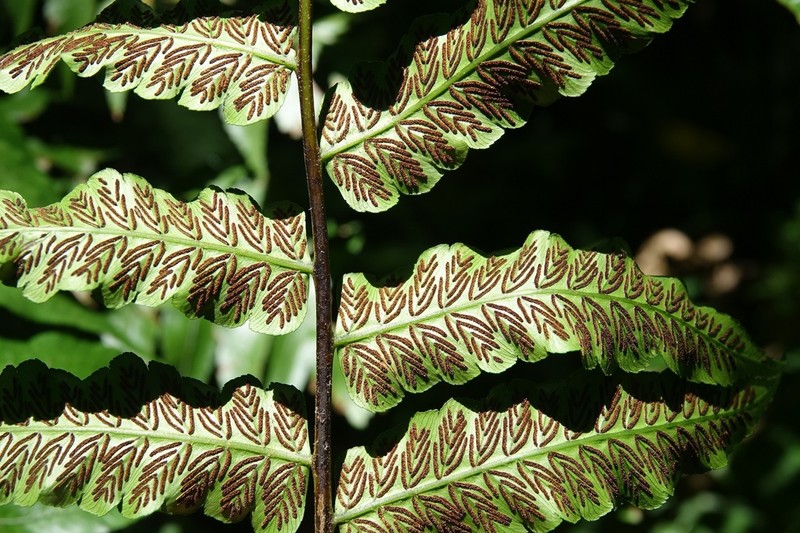Diplazium echinatum