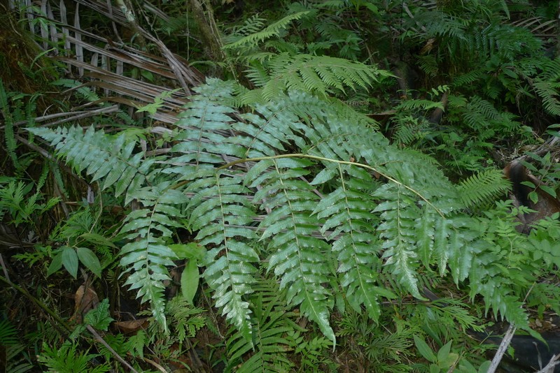 Diplazium echinatum photo 2