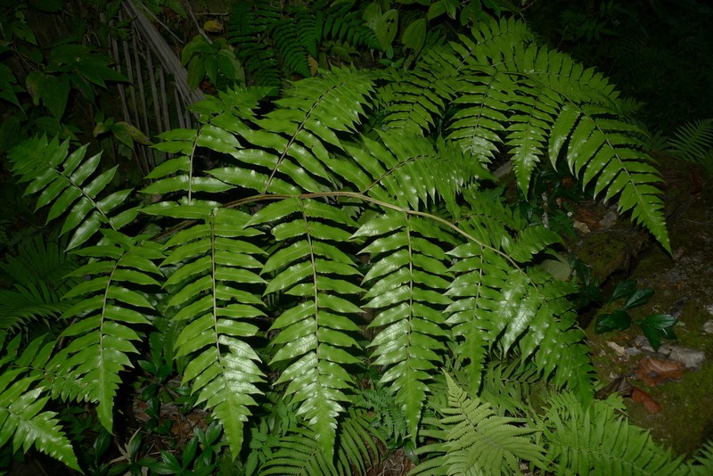 Diplazium echinatum photo 3