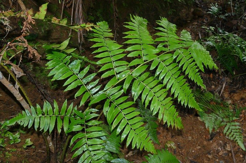 Diplazium echinatum photo 4