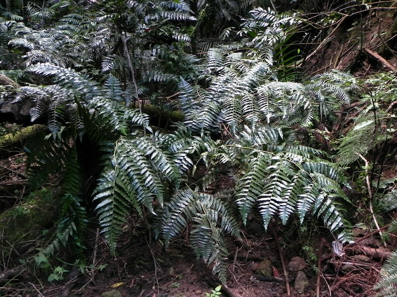 Diplazium echinatum photo 5