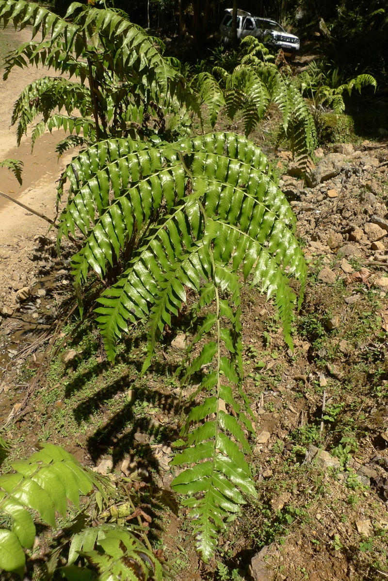 Diplazium echinatum photo 6