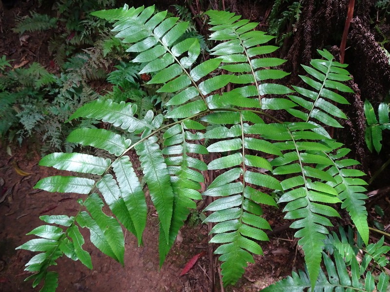 Diplazium echinatum photo 7