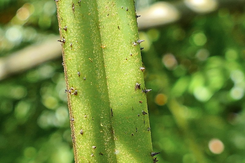Diplazium echinatum photo 8