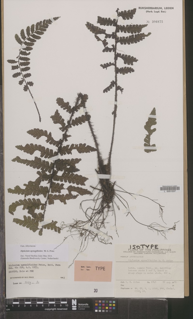 Diplazium egenolfioides photo 4