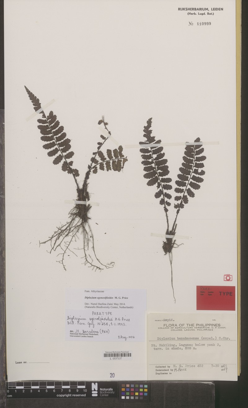 Diplazium egenolfioides photo 5