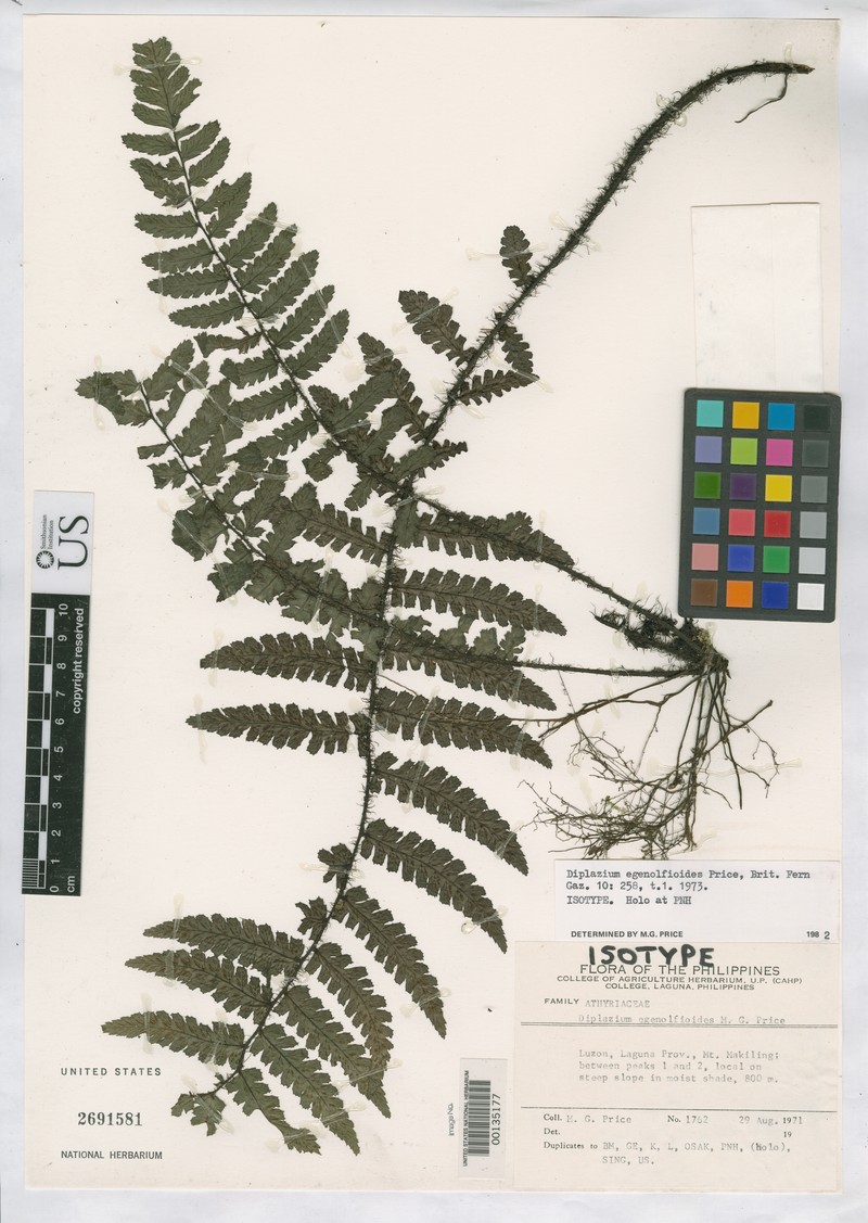 Diplazium egenolfioides