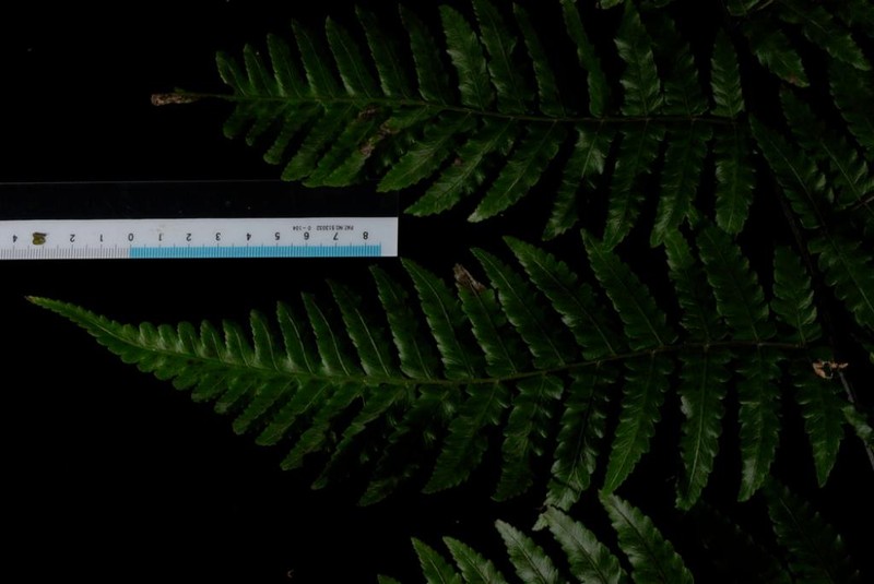 Diplazium ellipticum photo 2