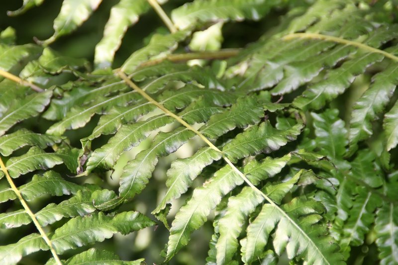 Vegetable Fern photo 2