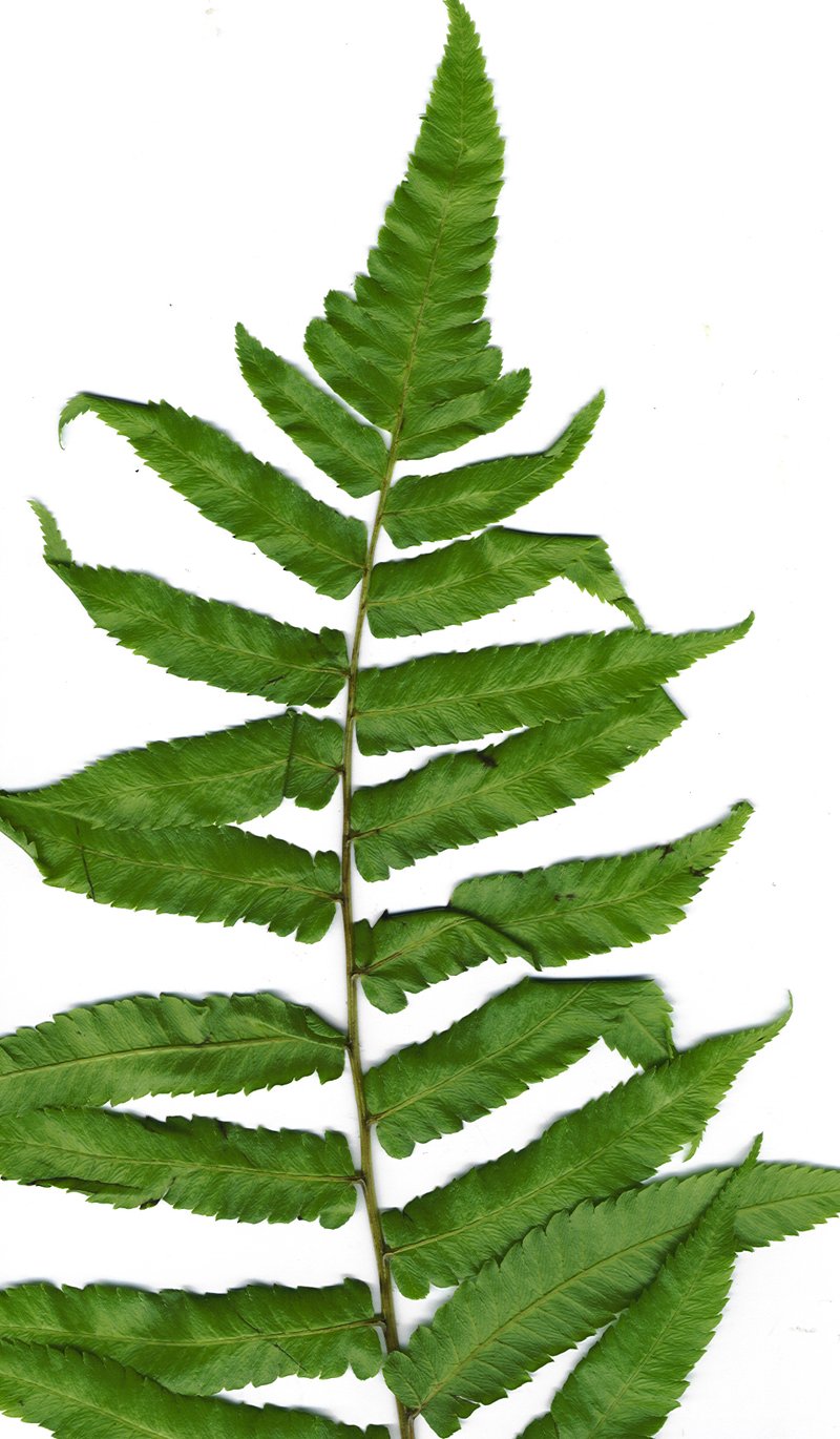 Vegetable Fern