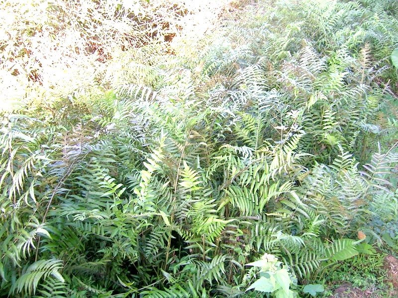 Vegetable Fern photo 3