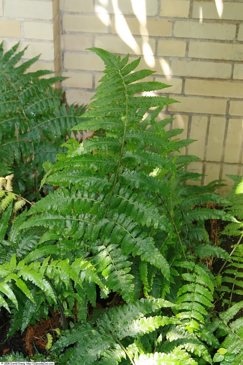 Vegetable Fern photo 4