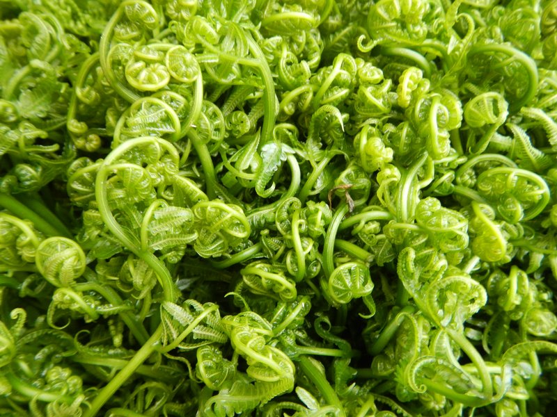 Vegetable Fern photo 5