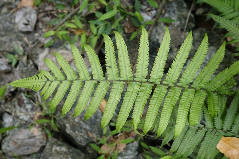 Vegetable Fern photo 6
