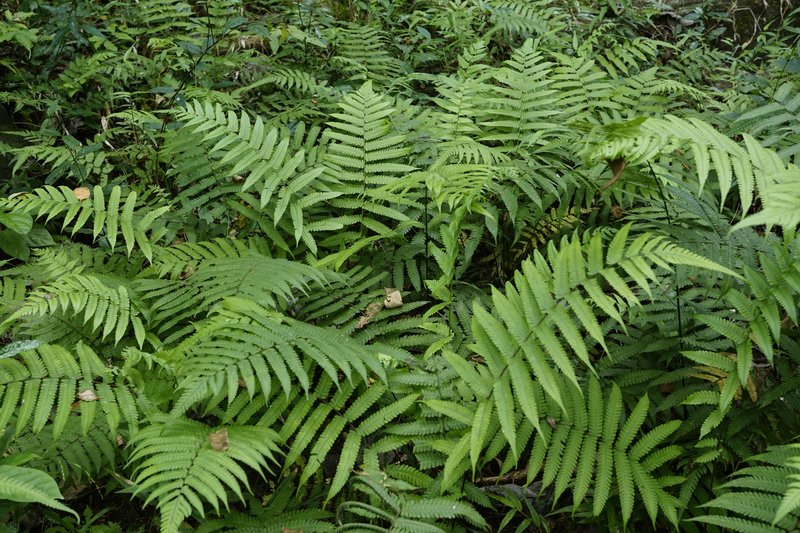 Vegetable Fern photo 7