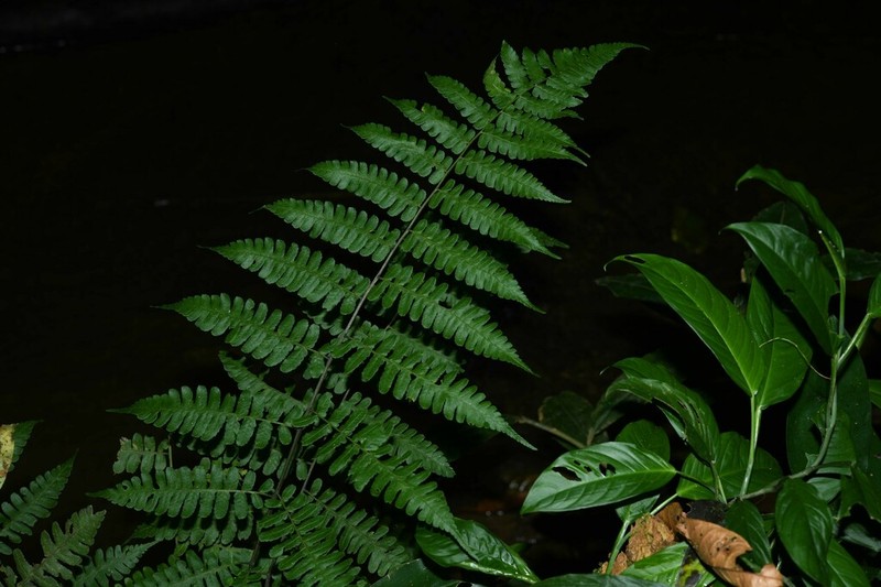 Great Fern
