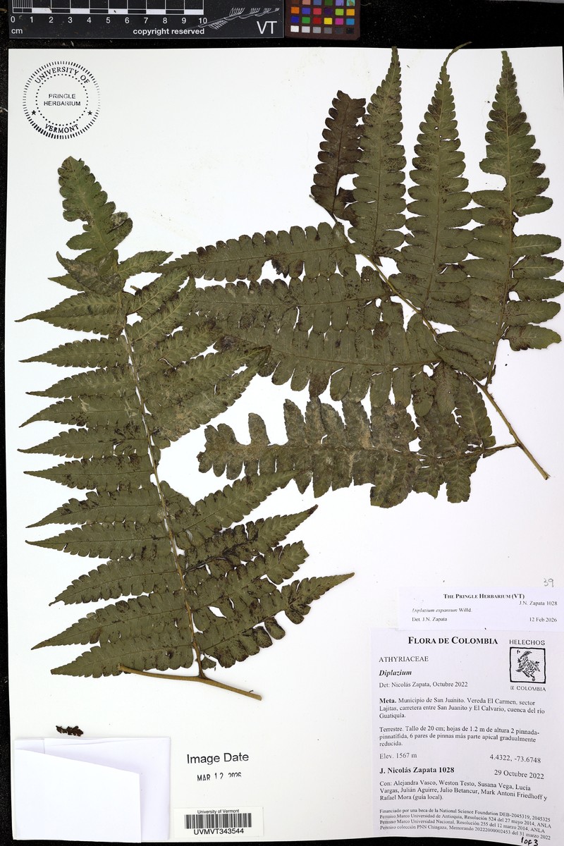 Great Fern photo 3