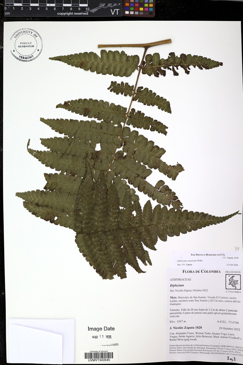 Great Fern photo 4