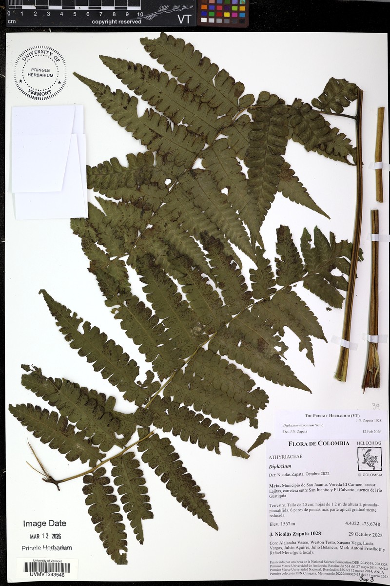 Great Fern photo 5