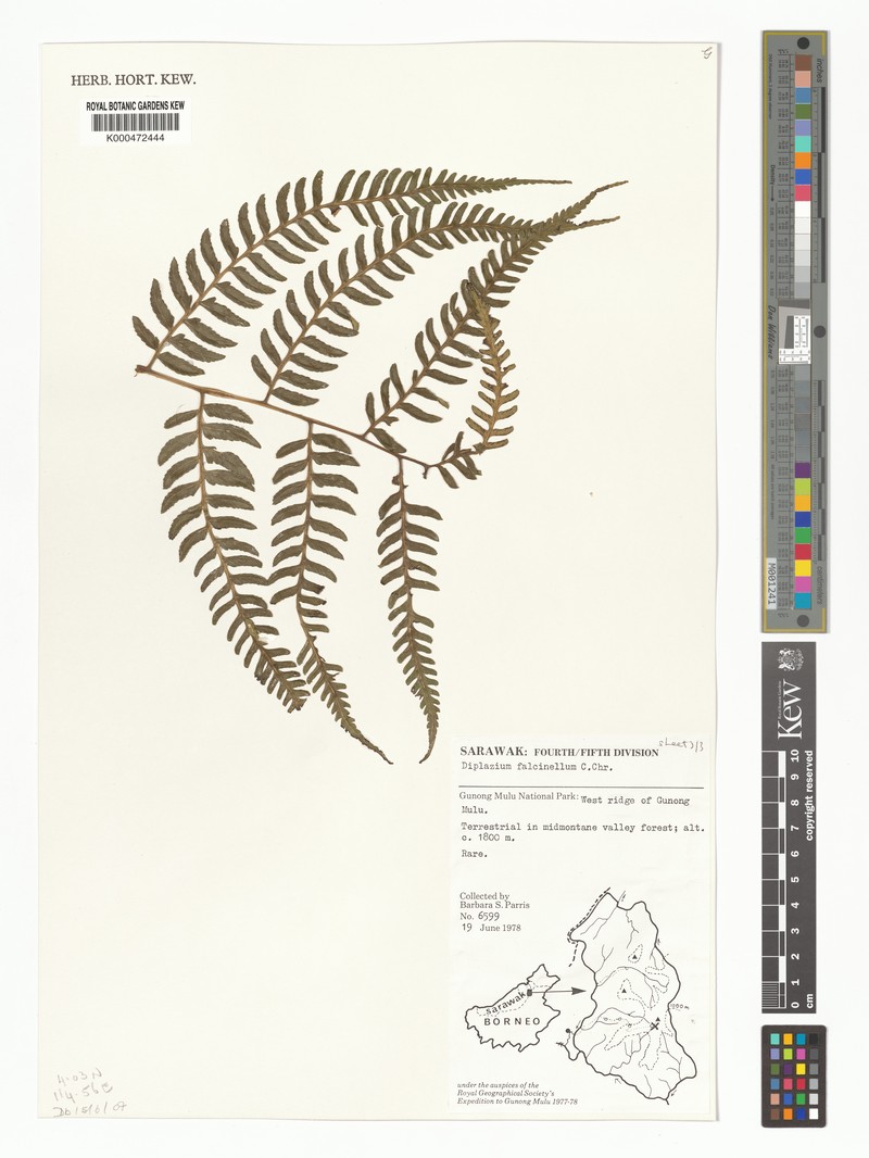 Diplazium falcinellum