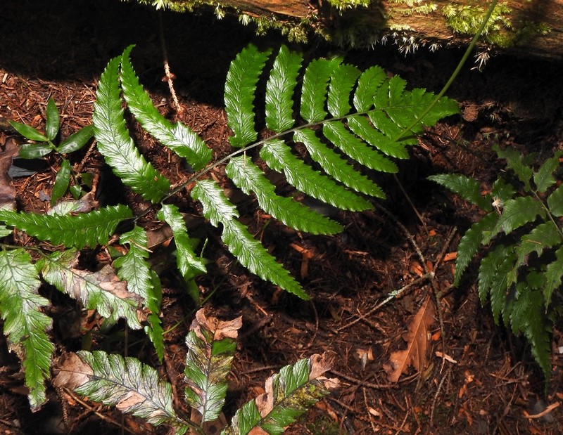 Diplazium fauriei