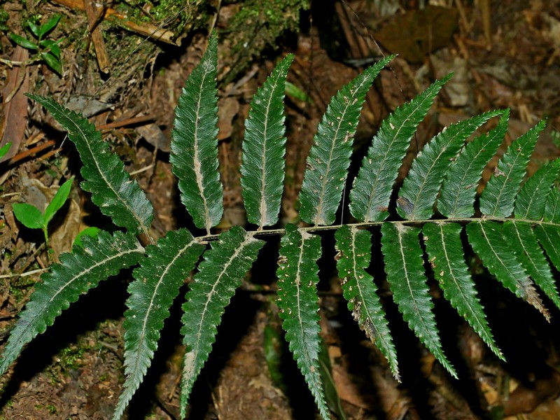 Diplazium fauriei photo 8