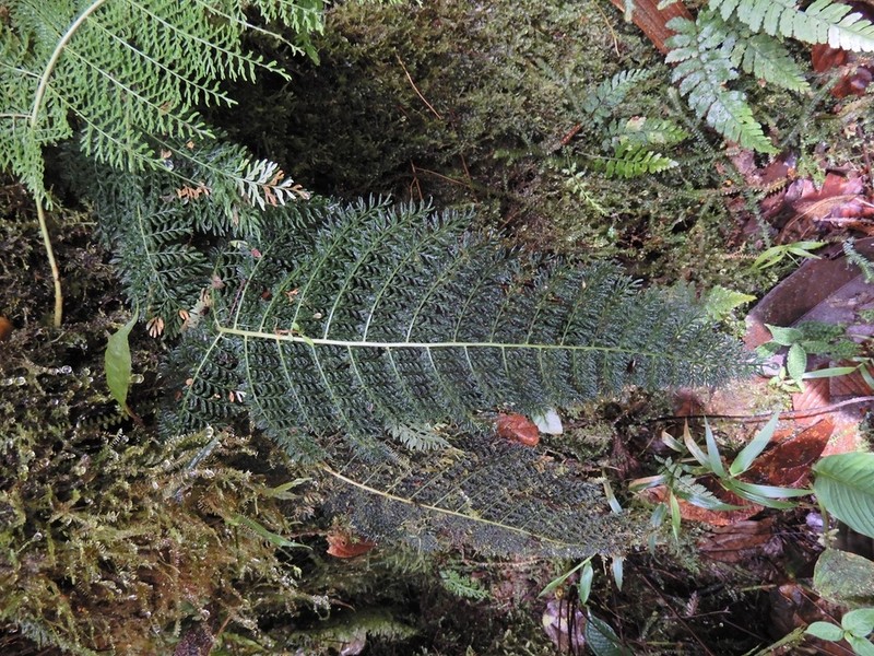 Diplazium ferulaceum