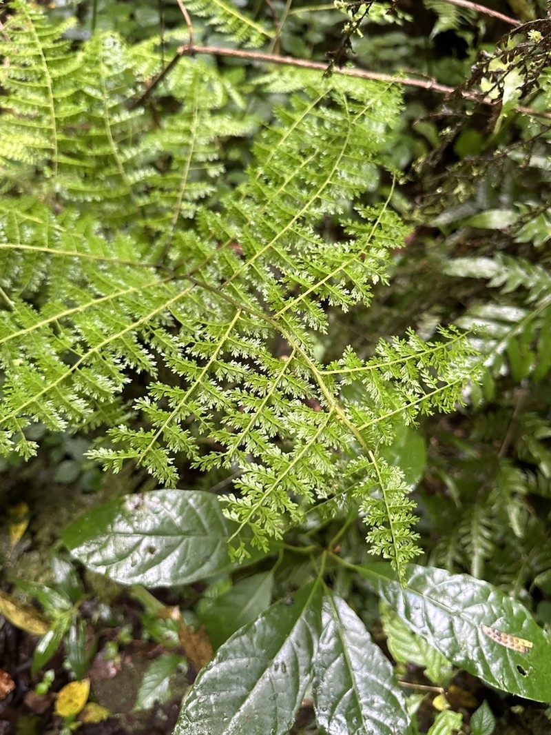 Diplazium ferulaceum photo 2