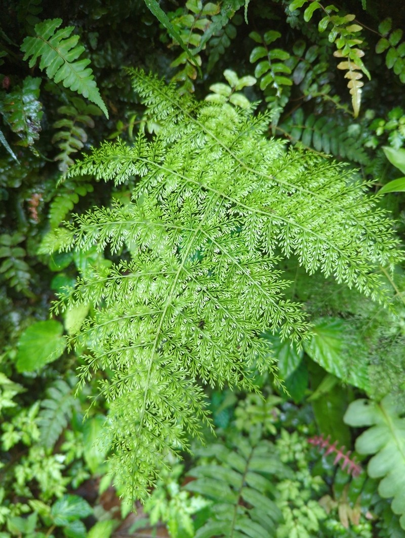 Diplazium ferulaceum photo 3