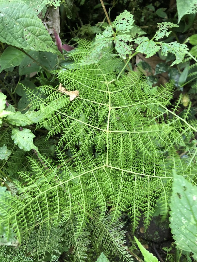 Diplazium ferulaceum photo 4