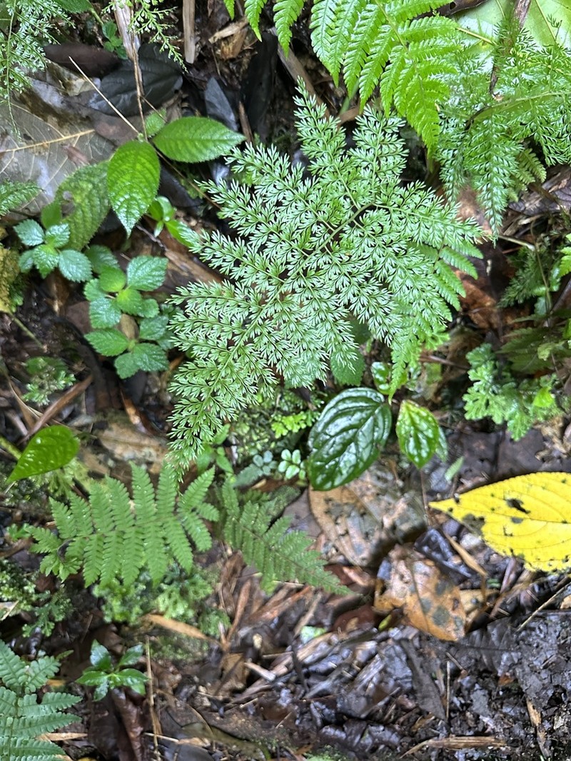 Diplazium ferulaceum photo 5