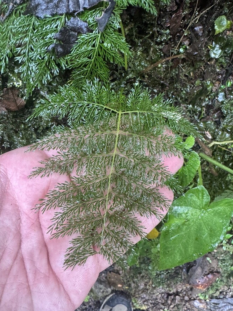 Diplazium ferulaceum photo 6