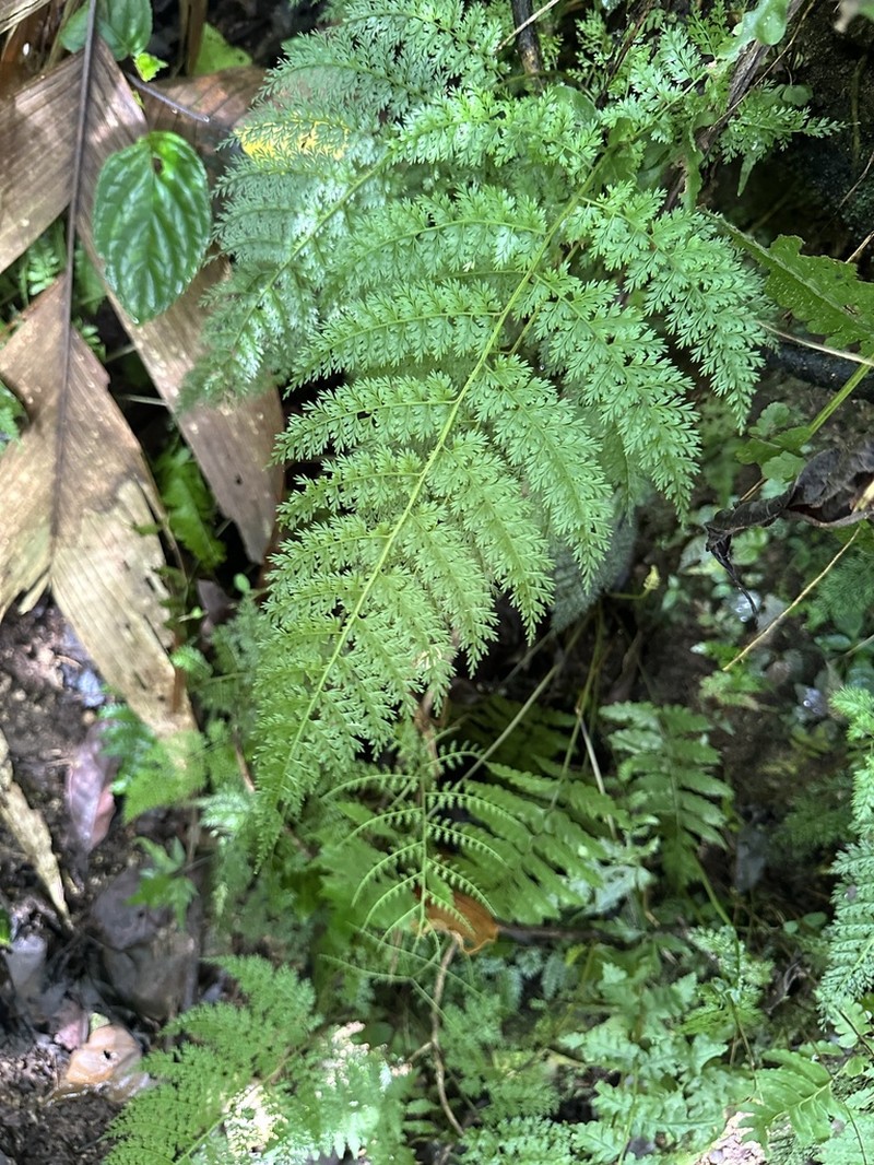 Diplazium ferulaceum photo 7
