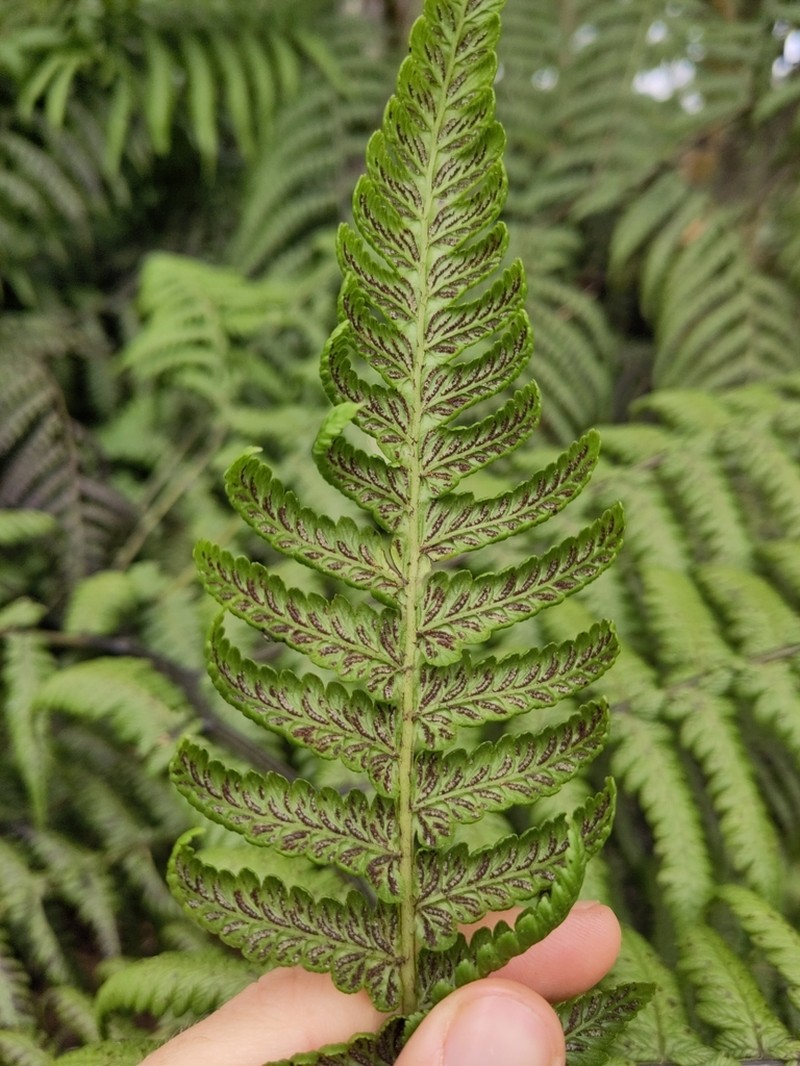 Diplazium filamentosum