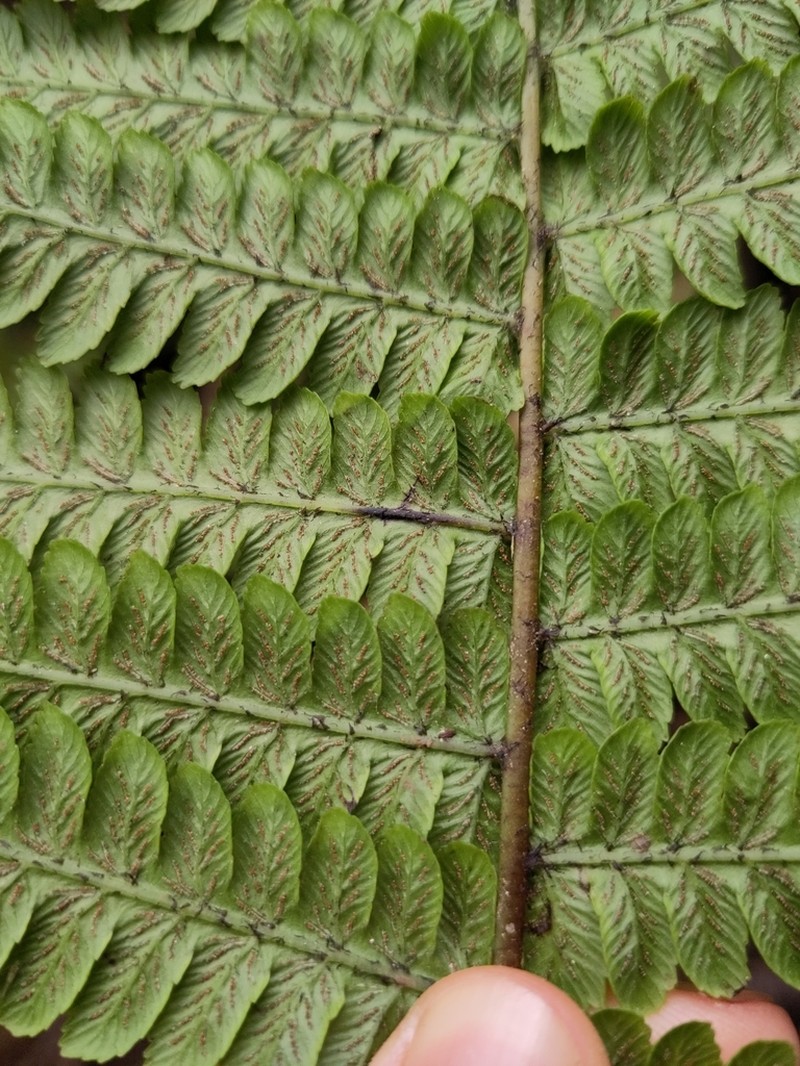 Diplazium filamentosum photo 2