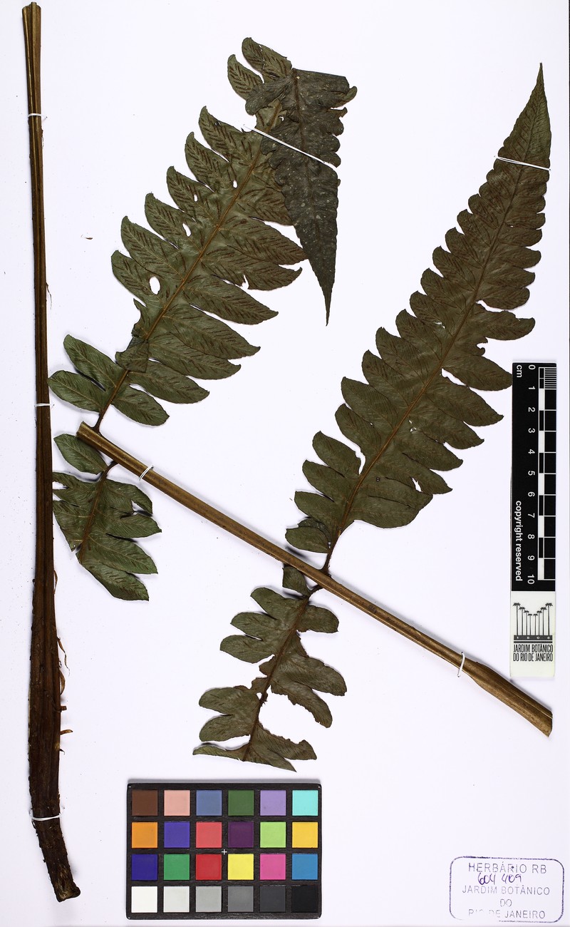 Diplazium fimbriatum