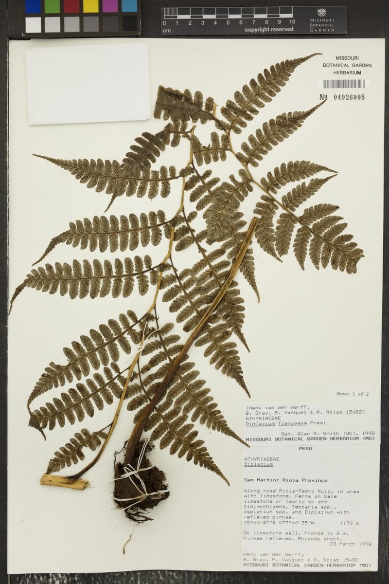 Diplazium flexuosum