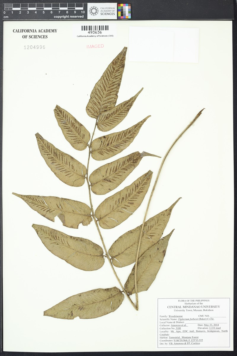 Diplazium forbesii